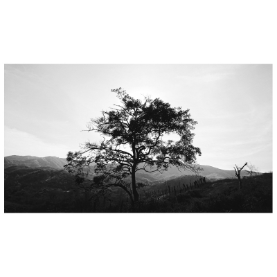 Obraz na płótnie - Tree In The Hills - Dekoracje ścienne