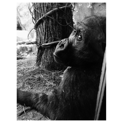 Stampa Su Tela - Lo Scimpanzé - Quadro su Tela, Decorazione Parete