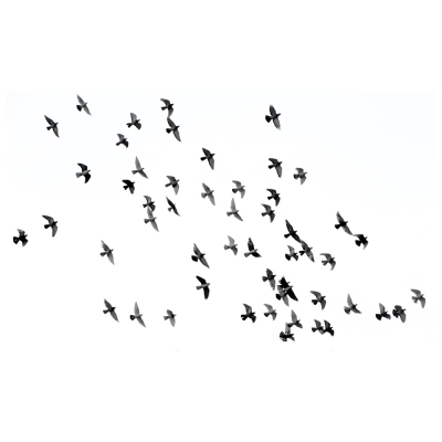 Cuadro Lienzo, Impresión Digital - Bandada De Pájaros Negros Como Pensamientos Exiliados - Decoración Pared