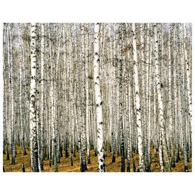 Obraz na płótnie - Dense Forest Of Birch Trees - Dekoracje ścienne