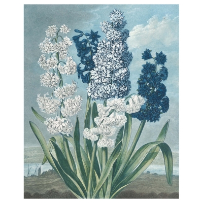 Quadro em Tela, Impressão Digital - Hyacinths - Thomas Warner - Decoração de Parede