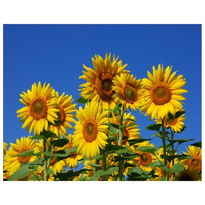 Obraz na płótnie - Sunflowers - Dekoracje ścienne