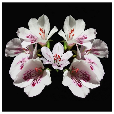 Canvastryck - Petunia White Flowers - Dekorativ Väggkonst