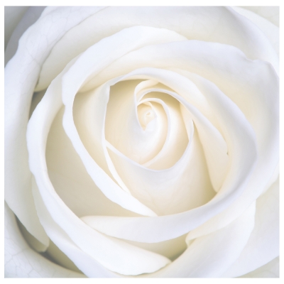 Canvastryck - White Rose - Dekorativ Väggkonst